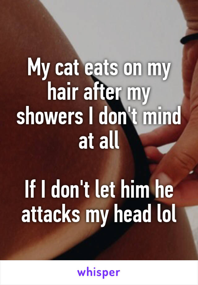 My cat eats on my hair after my showers I don't mind at all

If I don't let him he attacks my head lol