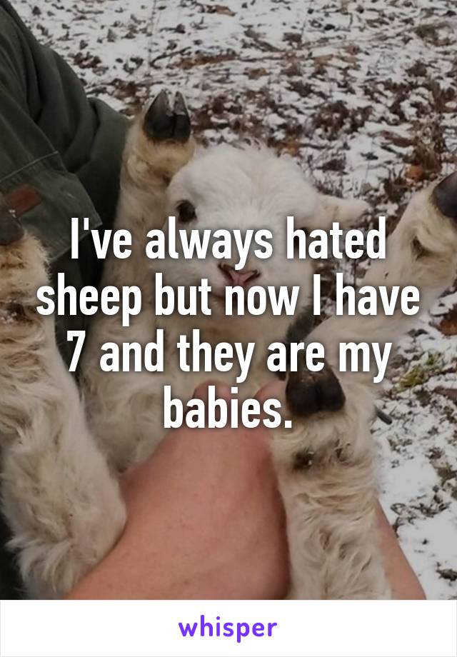 I've always hated sheep but now I have 7 and they are my babies.