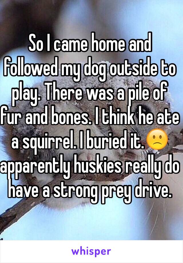 So I came home and followed my dog outside to play. There was a pile of fur and bones. I think he ate a squirrel. I buried it.🙁 apparently huskies really do have a strong prey drive. 