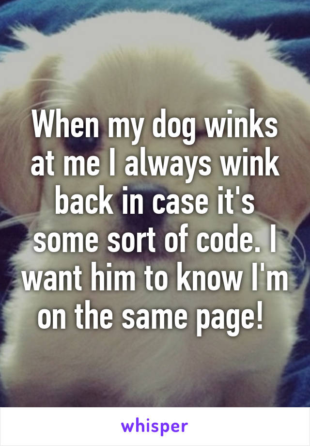 When my dog winks at me I always wink back in case it's some sort of code. I want him to know I'm on the same page! 