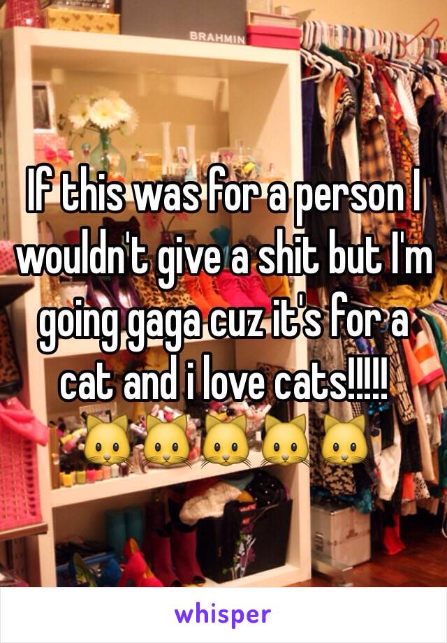 If this was for a person I wouldn't give a shit but I'm going gaga cuz it's for a cat and i love cats!!!!!
🐱🐱🐱🐱🐱