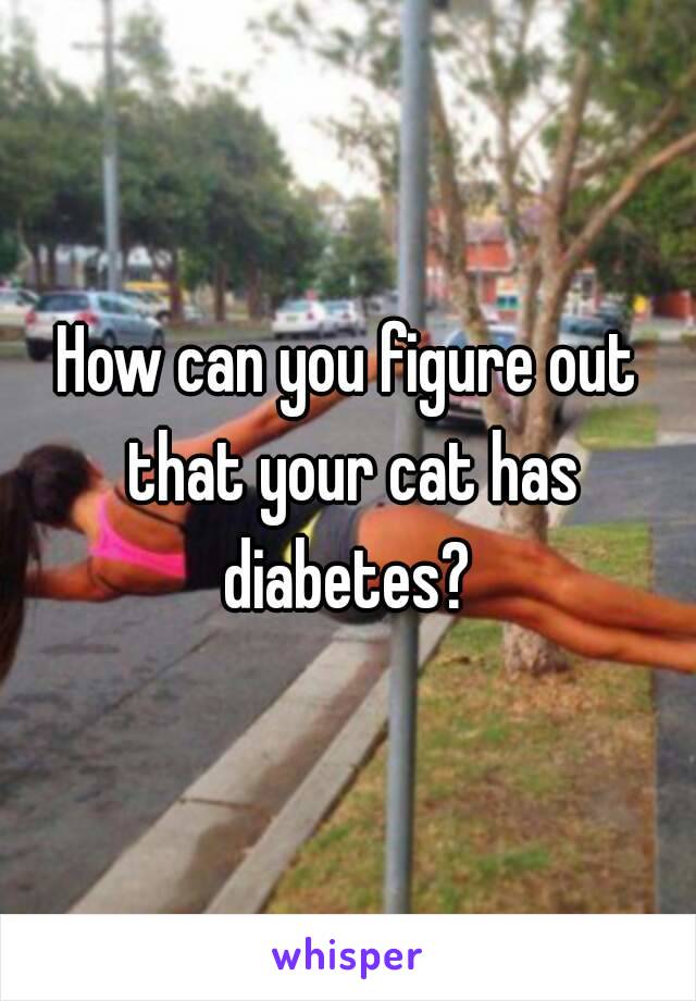 How can you figure out that your cat has diabetes? 