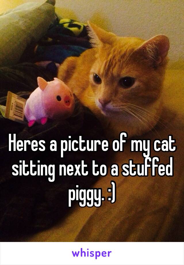 Heres a picture of my cat sitting next to a stuffed piggy. :)