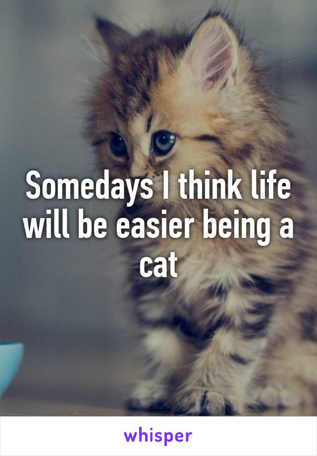 Somedays I think life will be easier being a cat