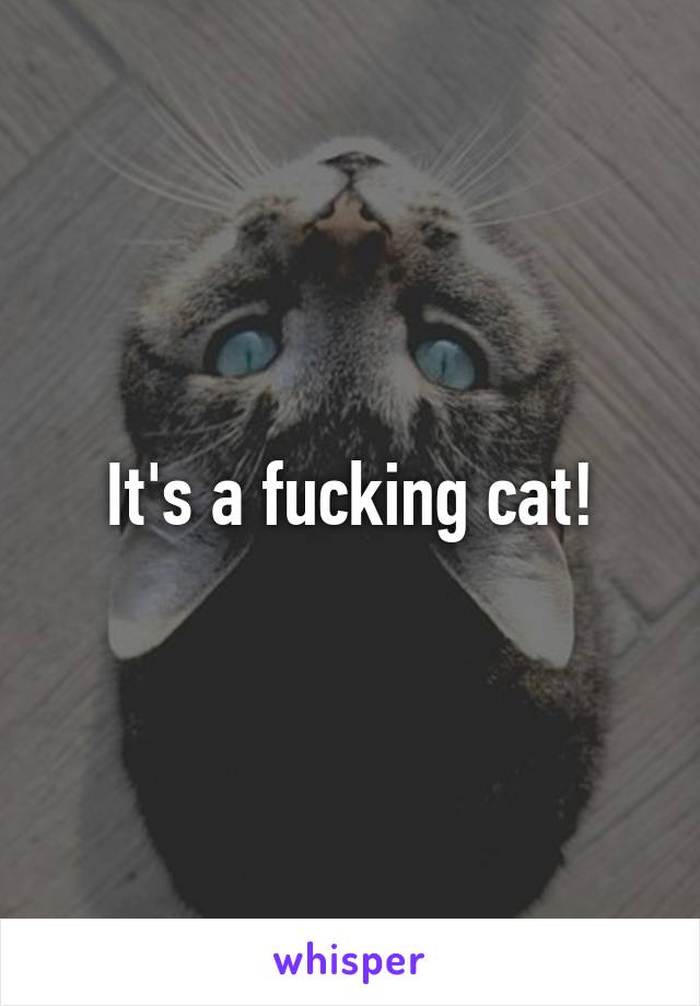 It's a fucking cat!