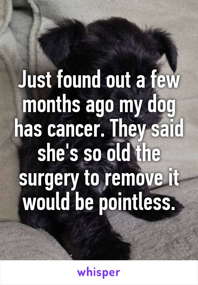 Just found out a few months ago my dog has cancer. They said she's so old the surgery to remove it would be pointless.