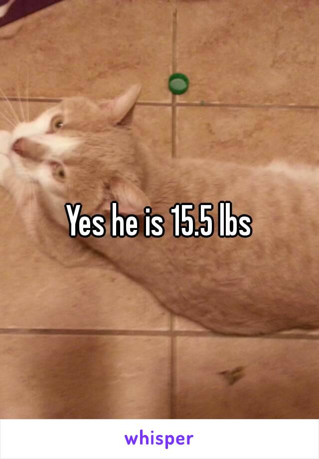 Yes he is 15.5 lbs