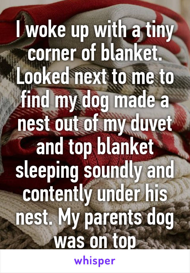 I woke up with a tiny corner of blanket. Looked next to me to find my dog made a nest out of my duvet and top blanket sleeping soundly and contently under his nest. My parents dog was on top