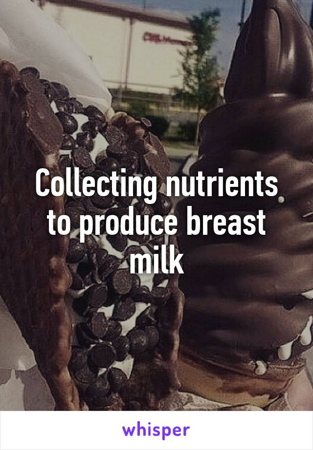 Collecting nutrients to produce breast milk