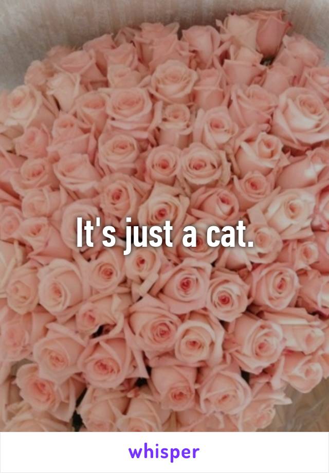 It's just a cat.