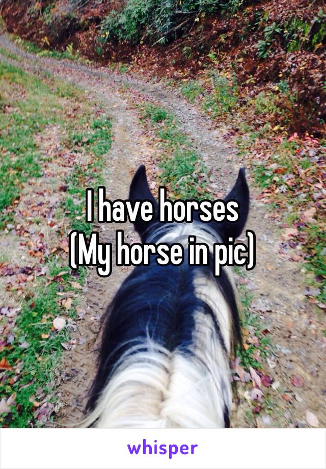 I have horses 
(My horse in pic)