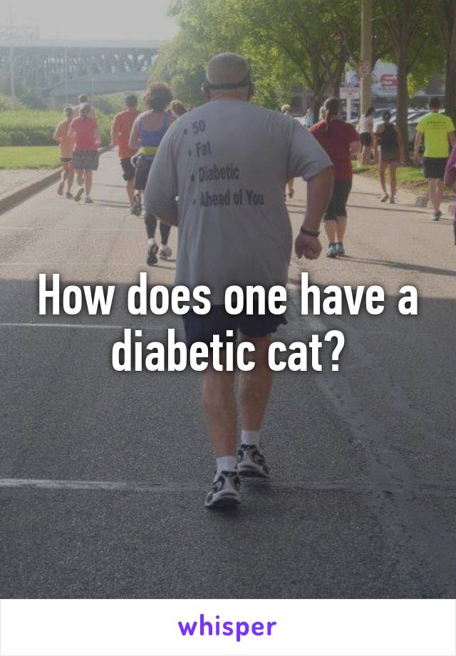 How does one have a diabetic cat?