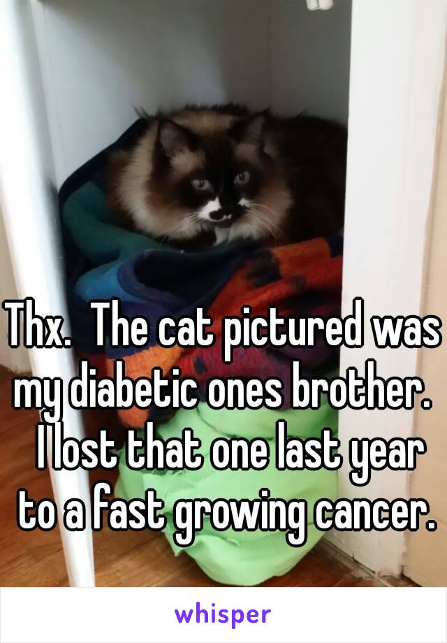 Thx.  The cat pictured was my diabetic ones brother.   I lost that one last year to a fast growing cancer.