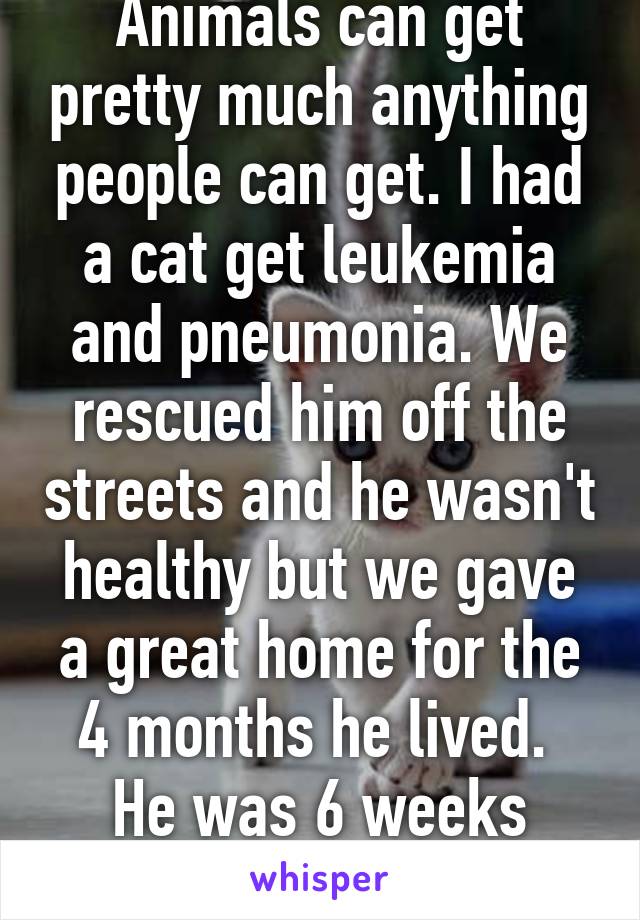 Animals can get pretty much anything people can get. I had a cat get leukemia and pneumonia. We rescued him off the streets and he wasn't healthy but we gave a great home for the 4 months he lived.  He was 6 weeks when we found him. 