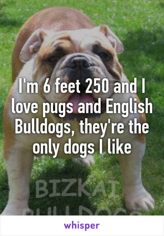 I'm 6 feet 250 and I love pugs and English Bulldogs, they're the only dogs I like