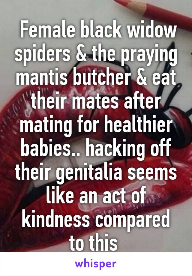  Female black widow spiders & the praying mantis butcher & eat their mates after mating for healthier babies.. hacking off their genitalia seems like an act of kindness compared to this 