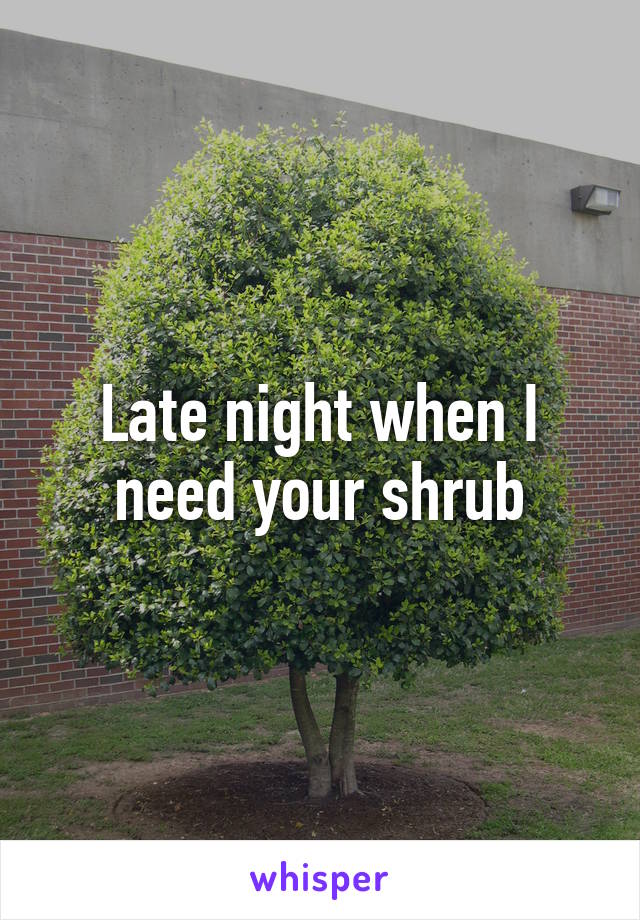 Late night when I need your shrub