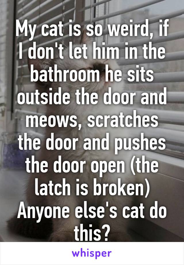 My cat is so weird, if I don't let him in the bathroom he sits outside the door and meows, scratches the door and pushes the door open (the latch is broken)
Anyone else's cat do this?