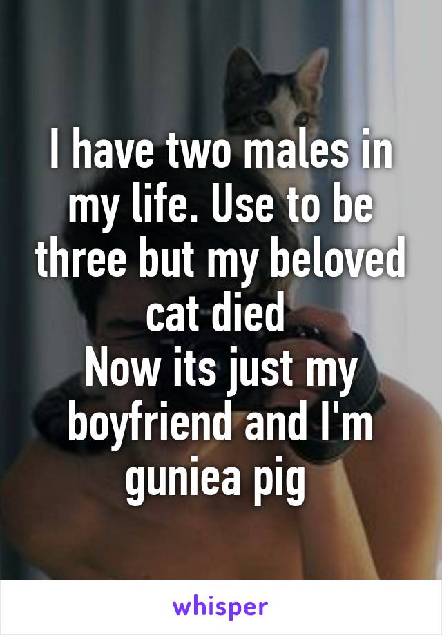 I have two males in my life. Use to be three but my beloved cat died 
Now its just my boyfriend and I'm guniea pig 