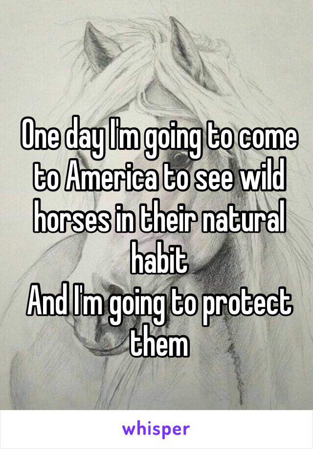 One day I'm going to come to America to see wild horses in their natural habit
And I'm going to protect them