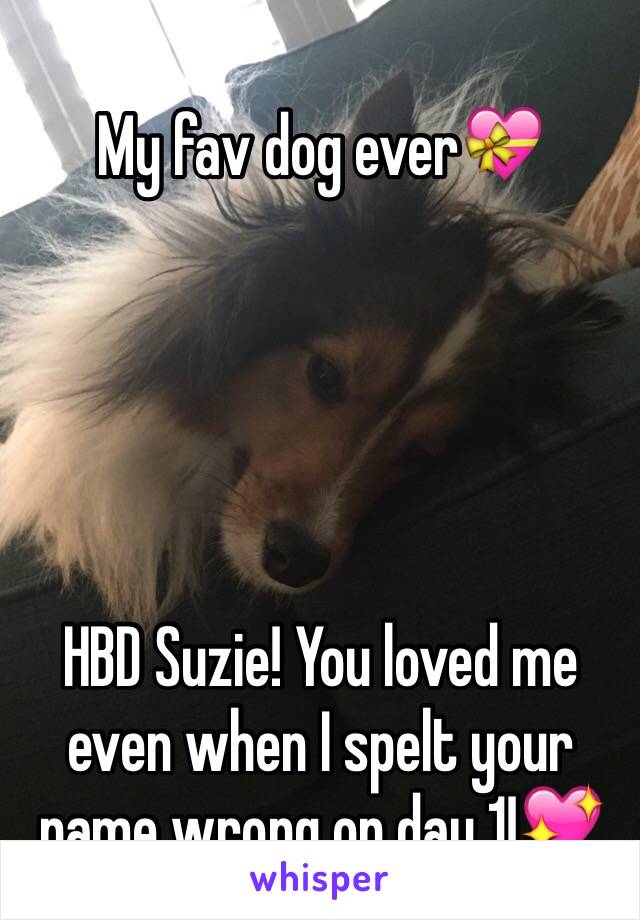 My fav dog ever💝 





HBD Suzie! You loved me even when I spelt your name wrong on day 1!💖