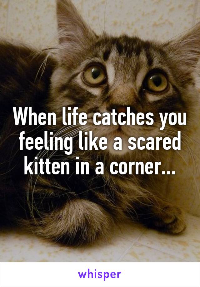 When life catches you feeling like a scared kitten in a corner...