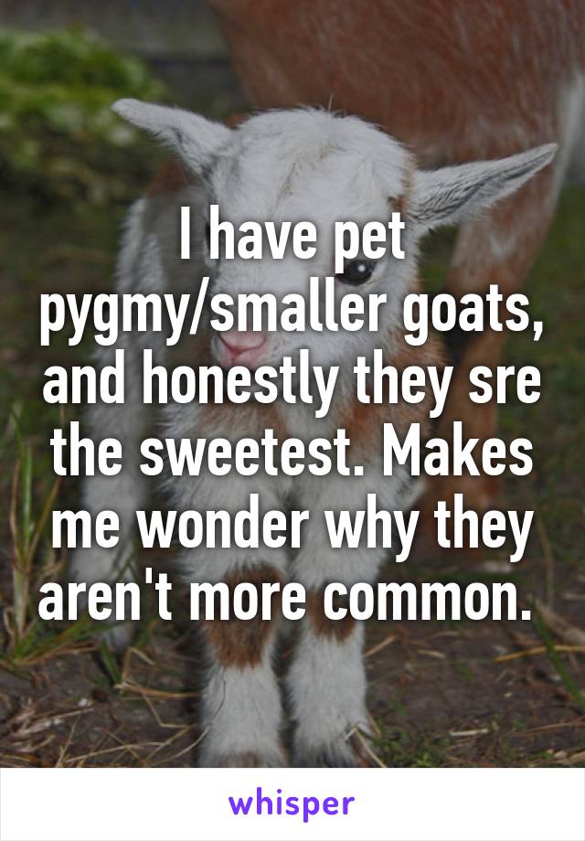 I have pet pygmy/smaller goats, and honestly they sre the sweetest. Makes me wonder why they aren't more common. 