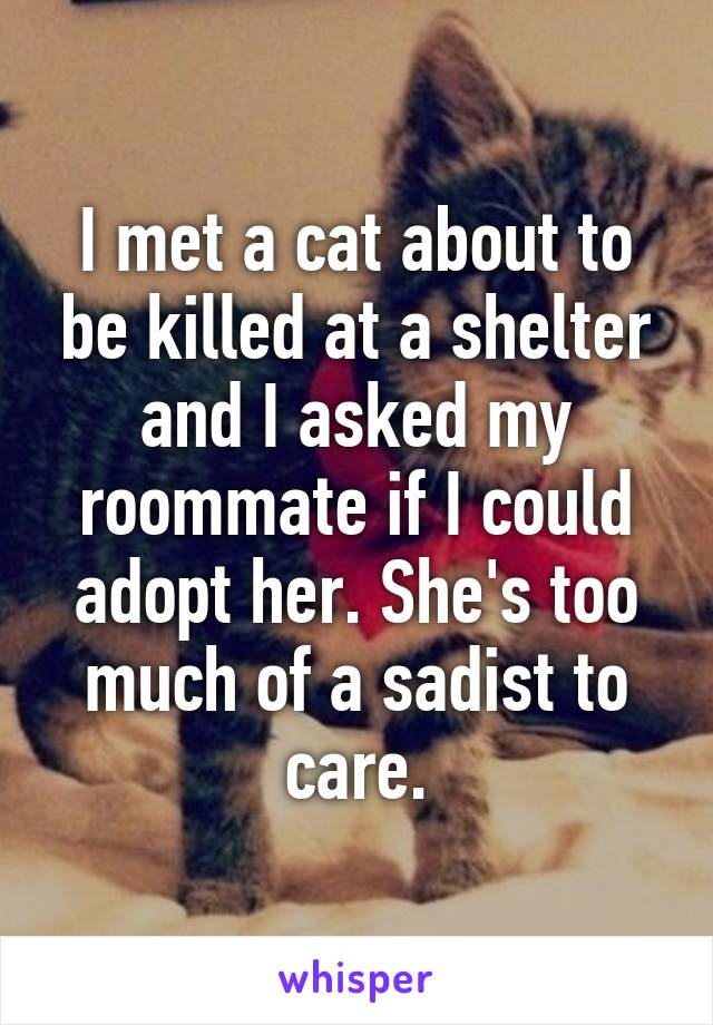 I met a cat about to be killed at a shelter and I asked my roommate if I could adopt her. She's too much of a sadist to care.