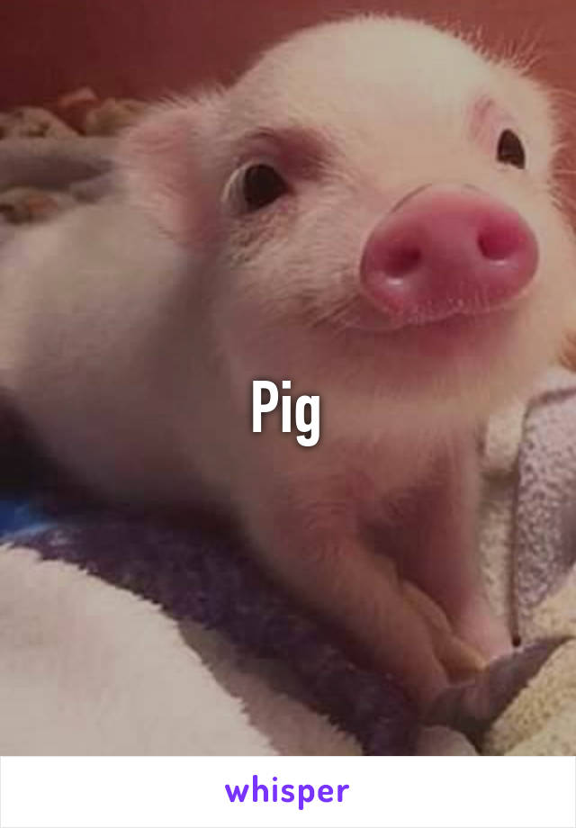 Pig