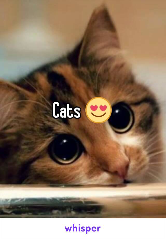 Cats 😍