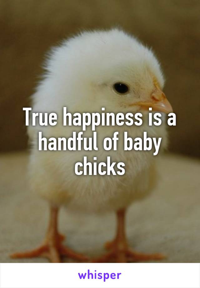 True happiness is a handful of baby chicks