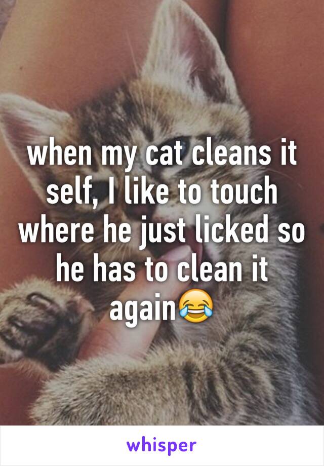when my cat cleans it self, I like to touch where he just licked so he has to clean it again😂
