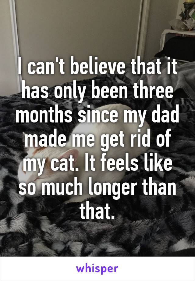 I can't believe that it has only been three months since my dad made me get rid of my cat. It feels like so much longer than that.