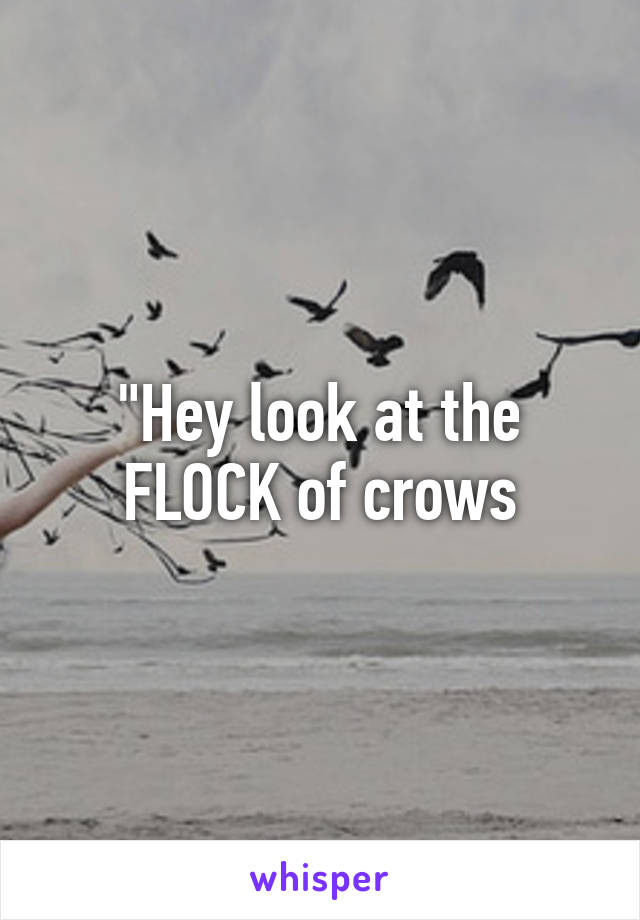 "Hey look at the FLOCK of crows