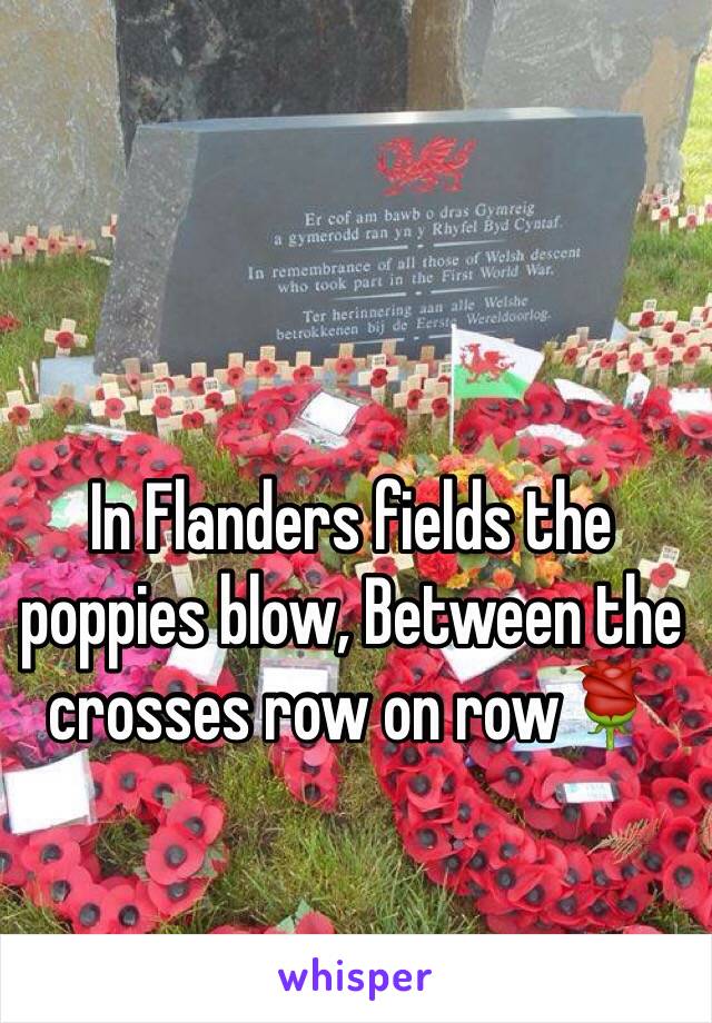 In Flanders fields the poppies blow, Between the crosses row on row🌹