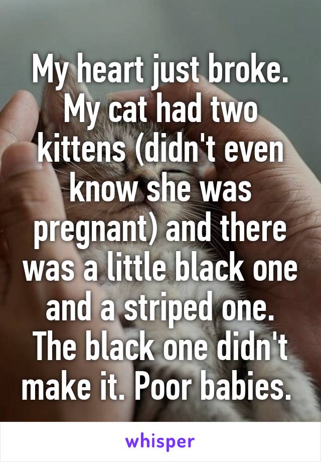 My heart just broke. My cat had two kittens (didn't even know she was pregnant) and there was a little black one and a striped one. The black one didn't make it. Poor babies. 