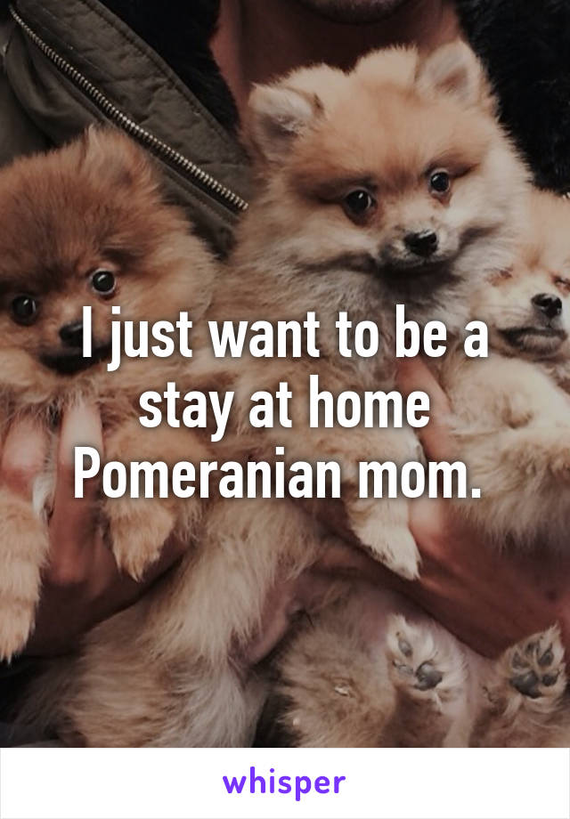 I just want to be a stay at home Pomeranian mom. 