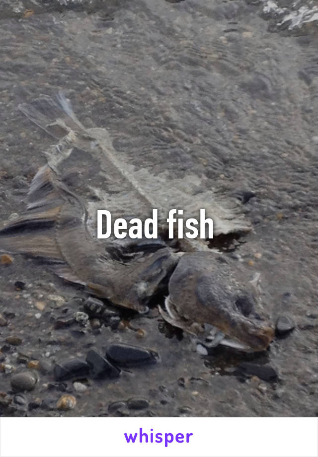 Dead fish 