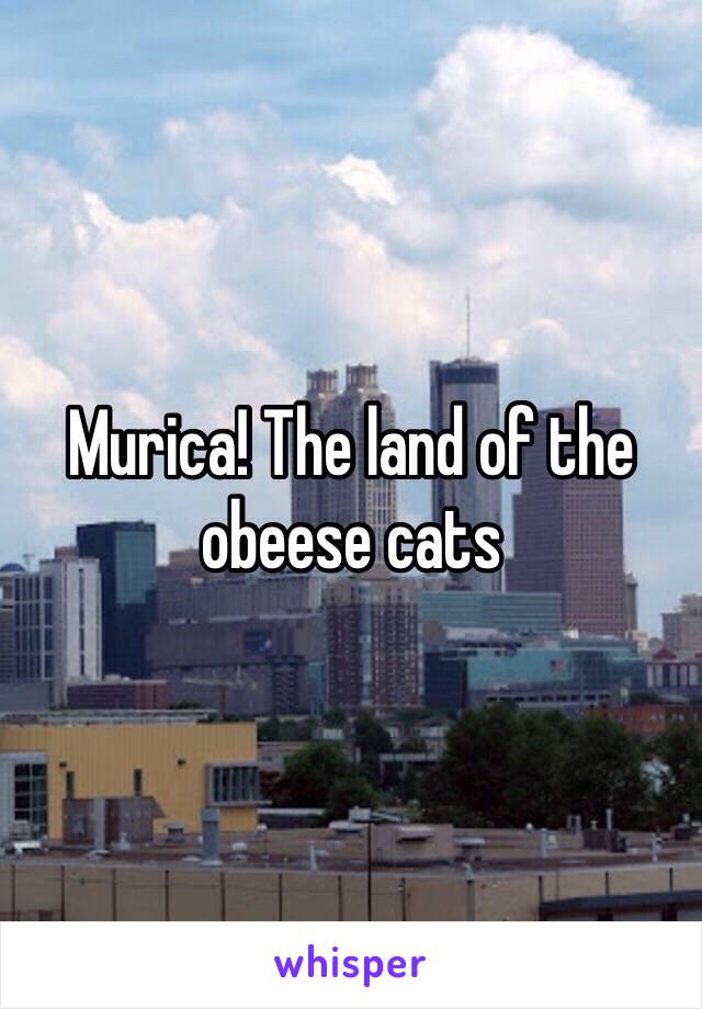 Murica! The land of the obeese cats