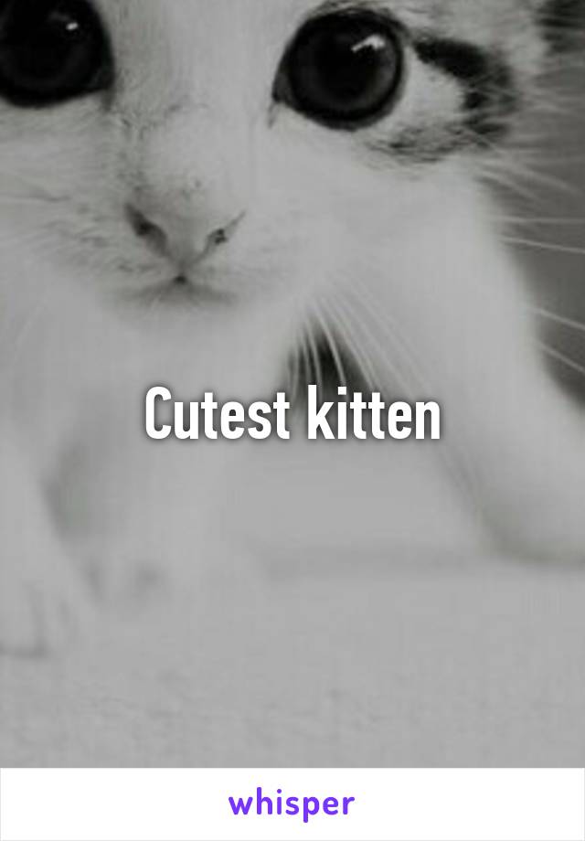 Cutest kitten