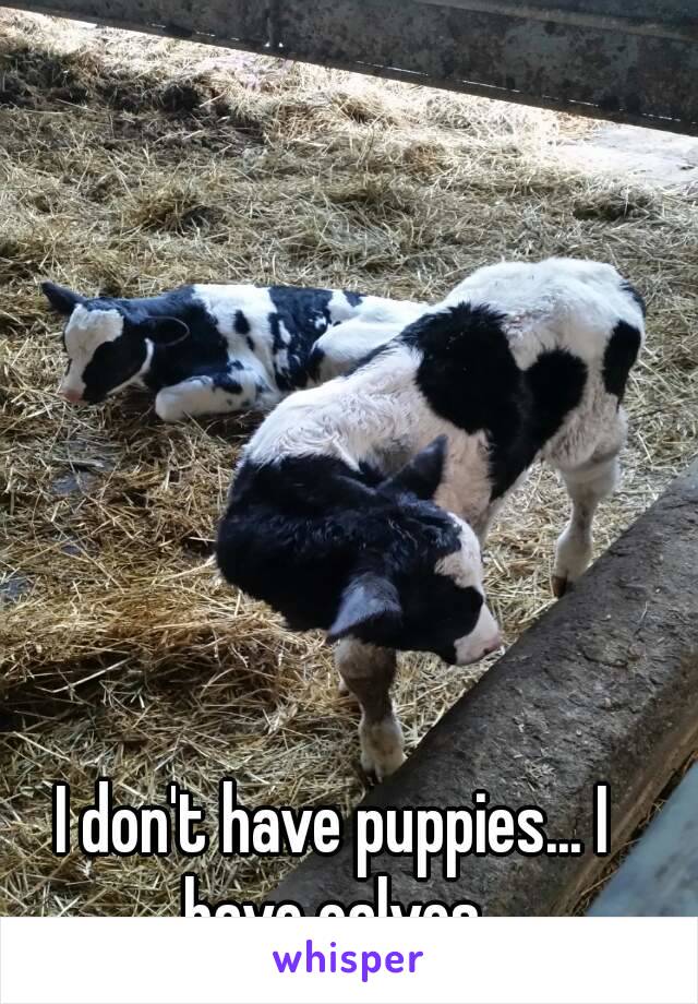 I don't have puppies... I have calves.