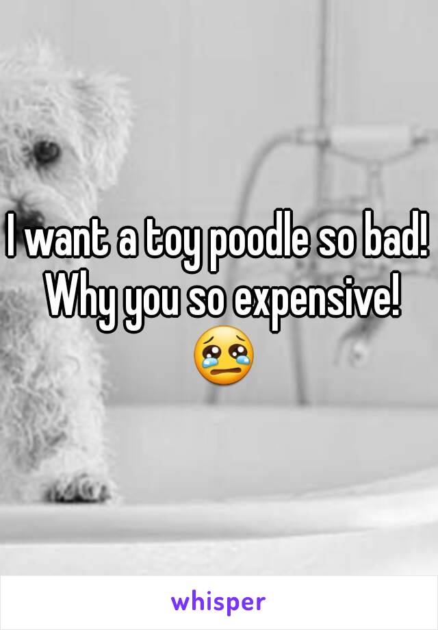 I want a toy poodle so bad! Why you so expensive! 😢