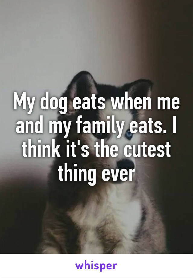 My dog eats when me and my family eats. I think it's the cutest thing ever