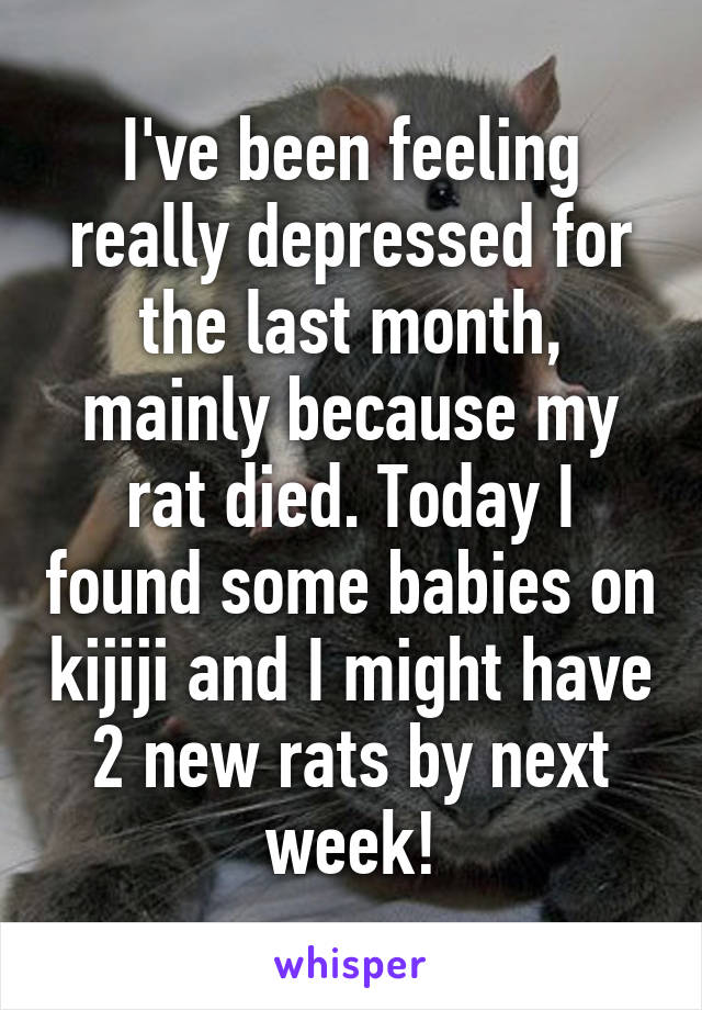 I've been feeling really depressed for the last month, mainly because my rat died. Today I found some babies on kijiji and I might have 2 new rats by next week!