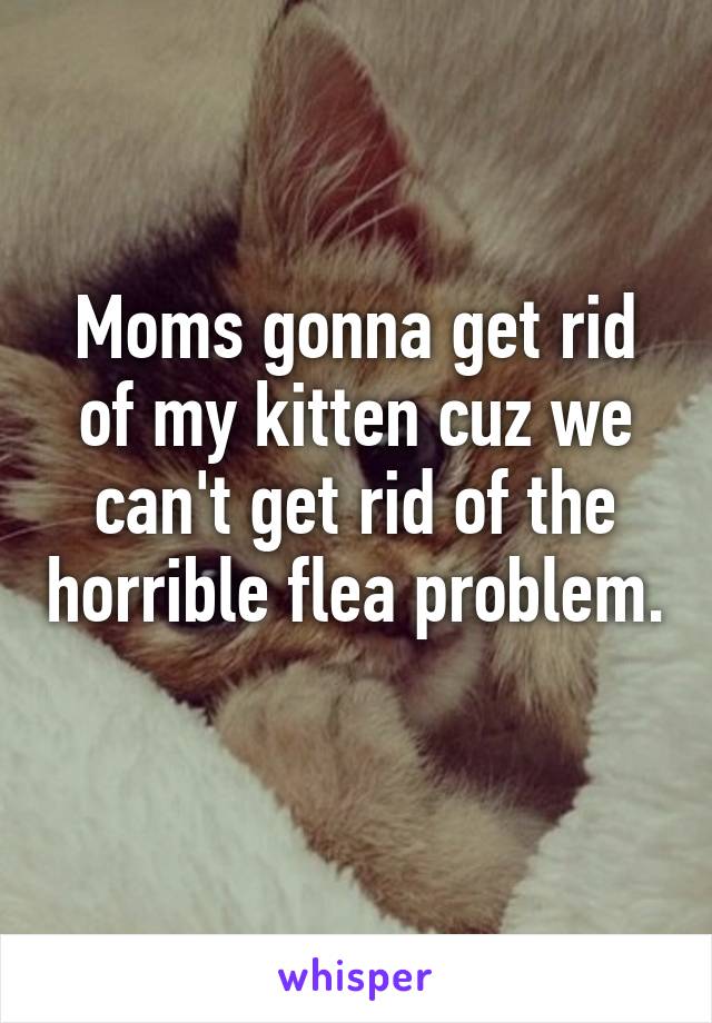 Moms gonna get rid of my kitten cuz we can't get rid of the horrible flea problem. 