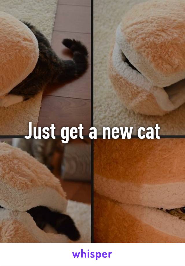 Just get a new cat