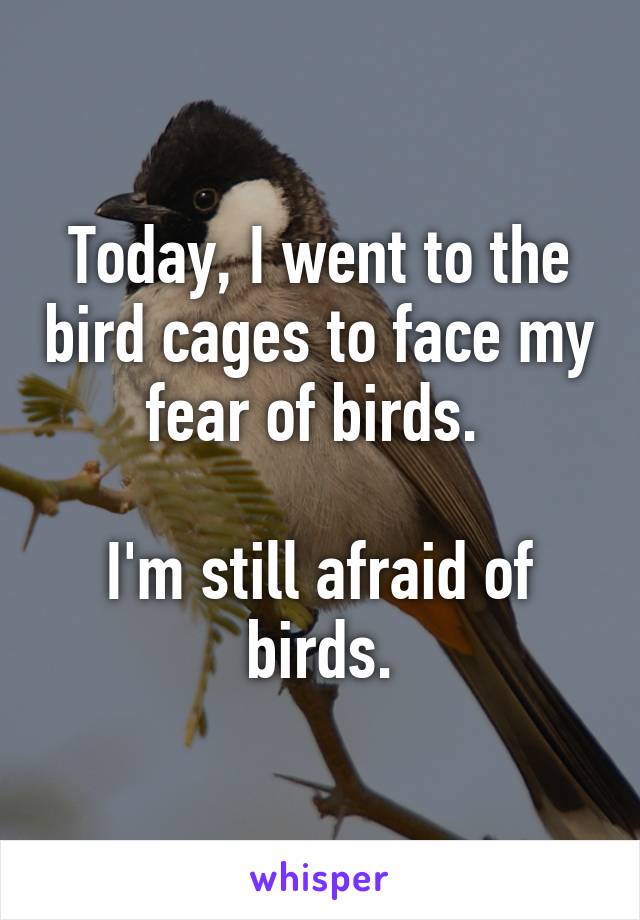 Today, I went to the bird cages to face my fear of birds. 

I'm still afraid of birds.