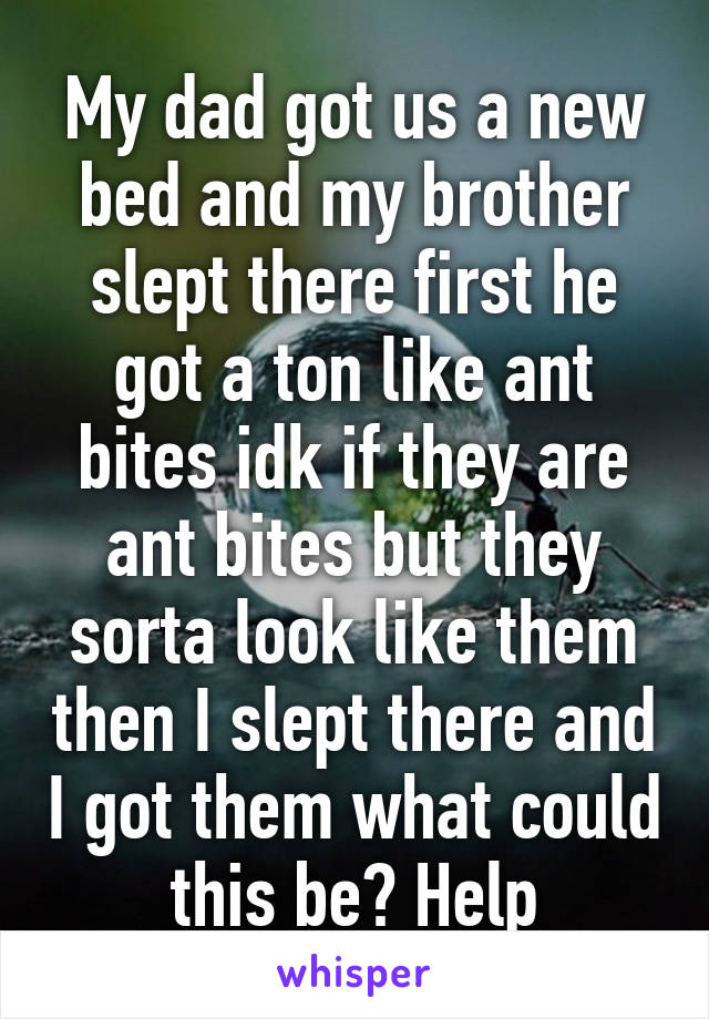 My dad got us a new bed and my brother slept there first he got a ton like ant bites idk if they are ant bites but they sorta look like them then I slept there and I got them what could this be? Help