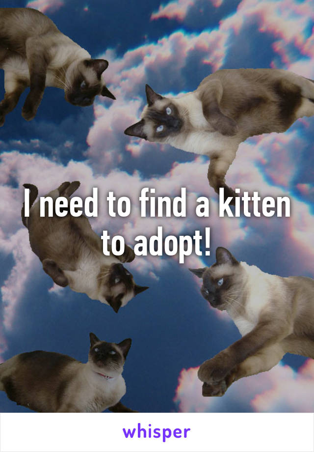 I need to find a kitten to adopt!