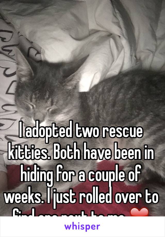 I adopted two rescue kitties. Both have been in hiding for a couple of weeks. I just rolled over to find one next to me.❤️